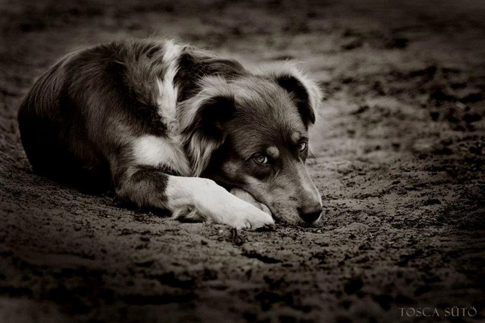 Chien triste