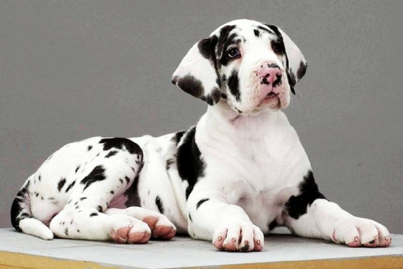 Joli chien noir et blanc Joli chien noir et blanc